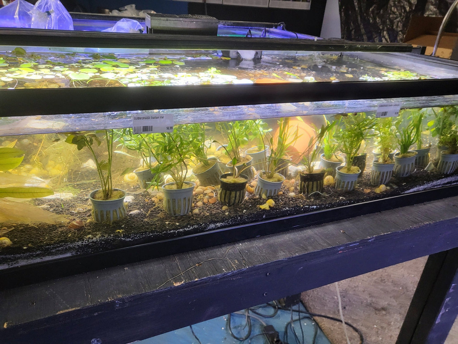 Live Plants