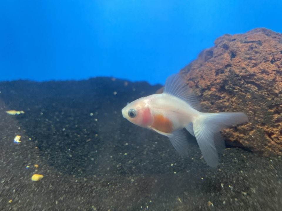 Freshwater - Goldfish