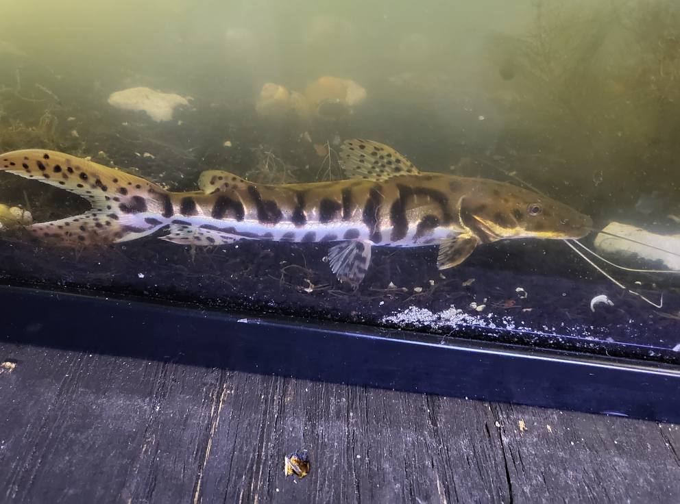 Freshwater - Oddballs and Catfish