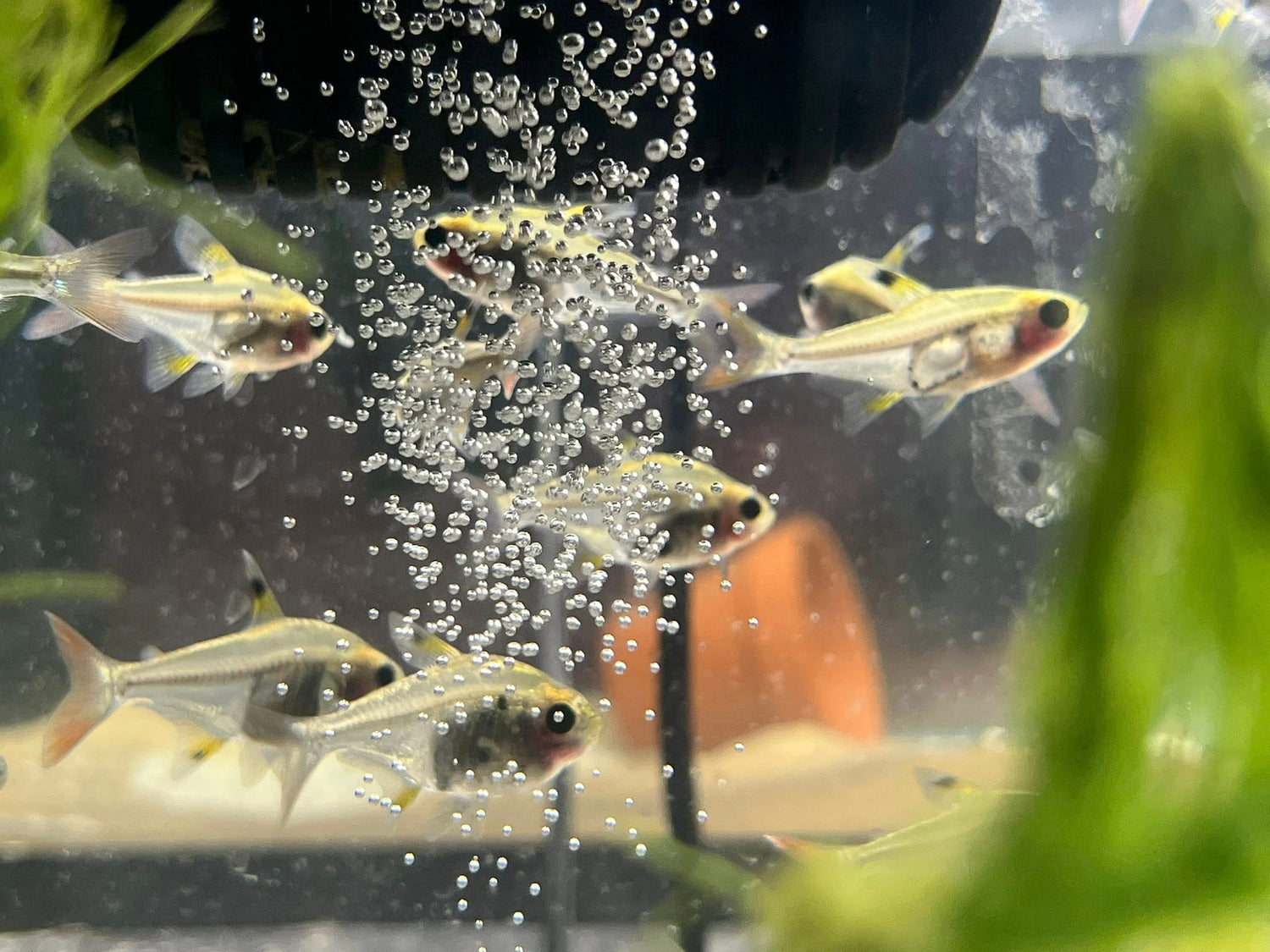 Freshwater Community Fish