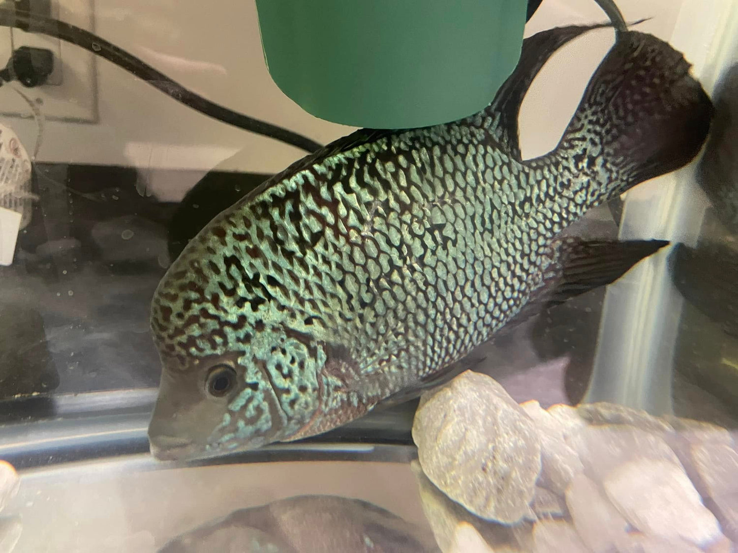 Freshwater - Cichlids