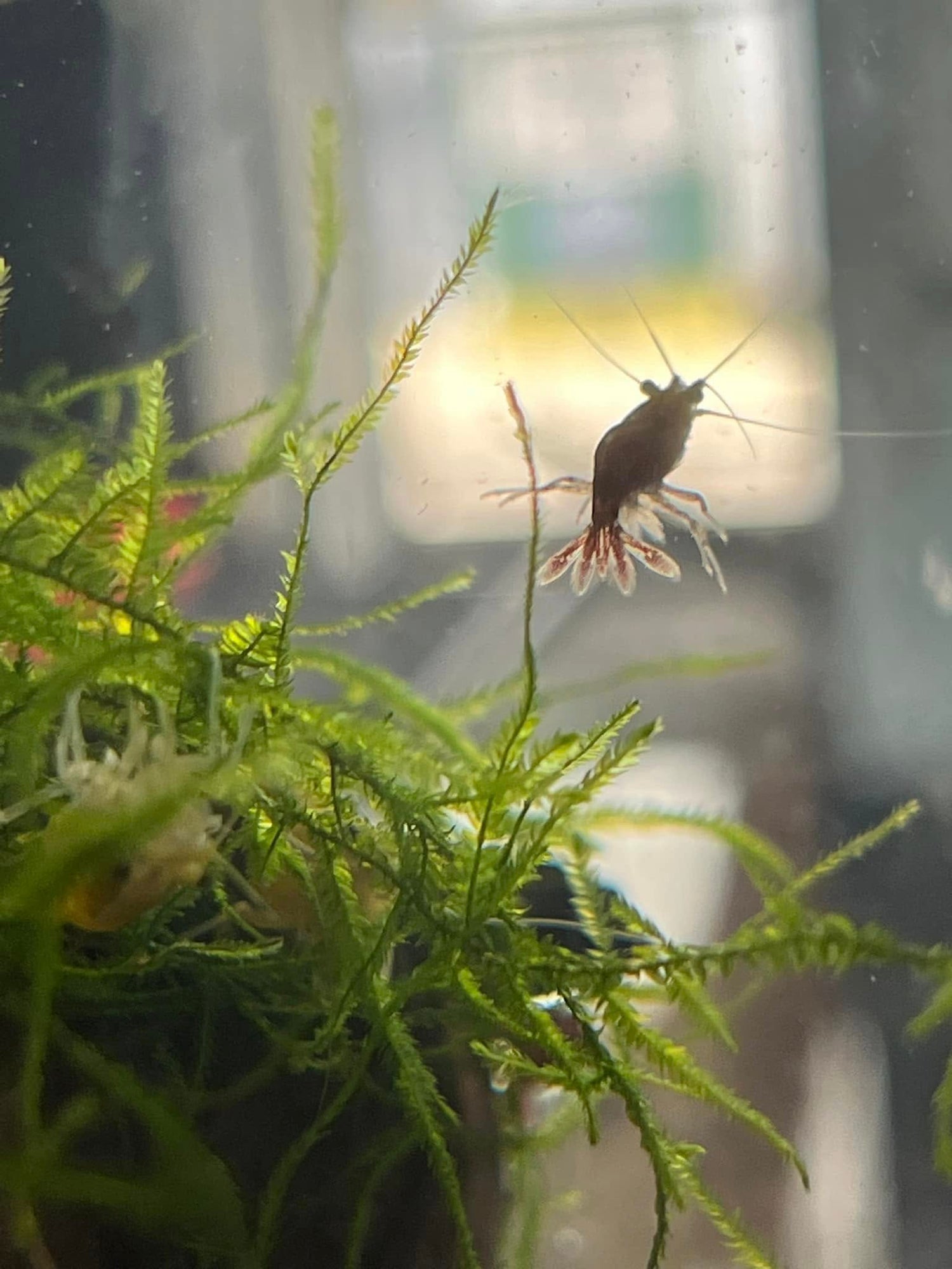 Freshwater - Inverts